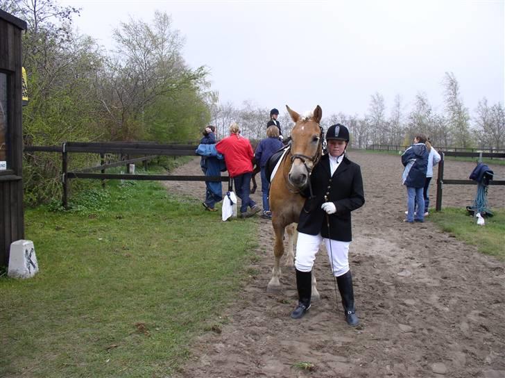 Haflinger Vild Nick / Charlie (solgt) - oss i jyllige billede 10