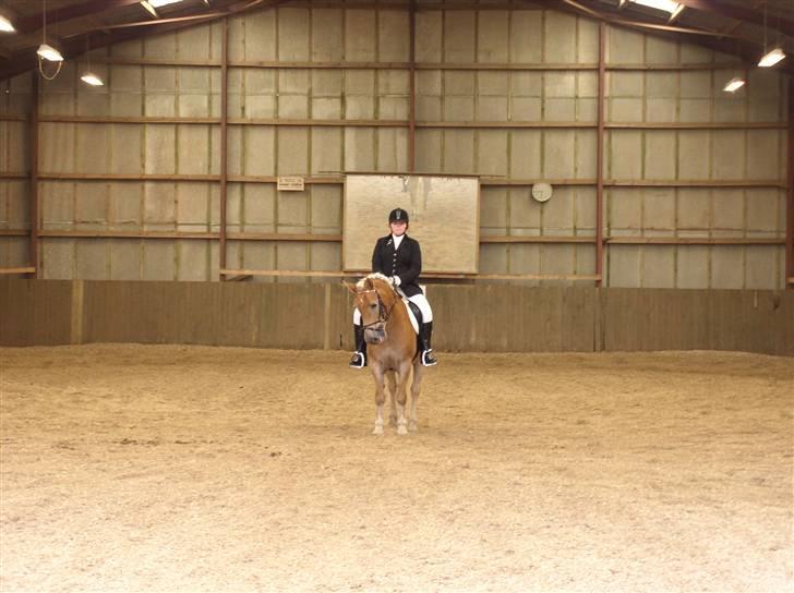 Haflinger Vild Nick / Charlie (solgt) - det er vi også her billede 11