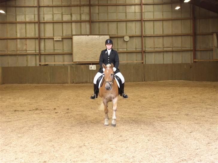 Haflinger Vild Nick / Charlie (solgt) - mig charlie til stævne i jyllinge  billede 12