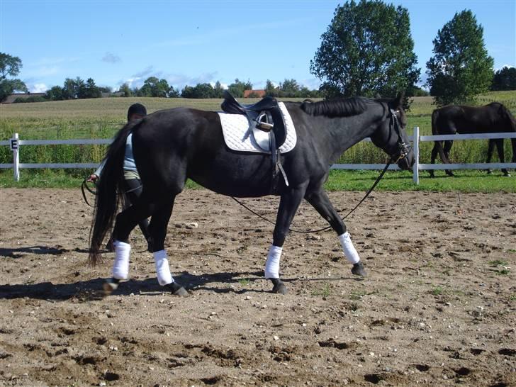 Dansk Varmblod Flyin Carmen - solgt - billede 2