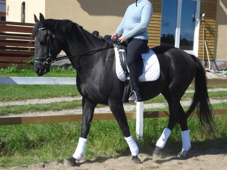 Dansk Varmblod Flyin Carmen - solgt - billede 3
