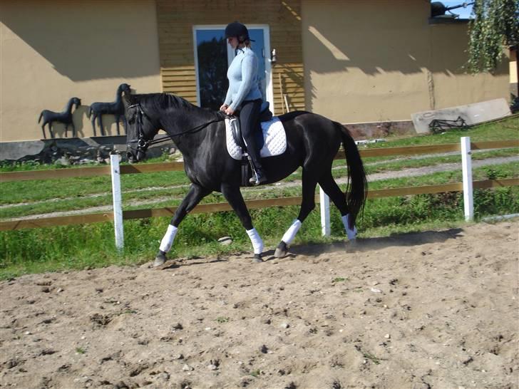 Dansk Varmblod Flyin Carmen - solgt - billede 4