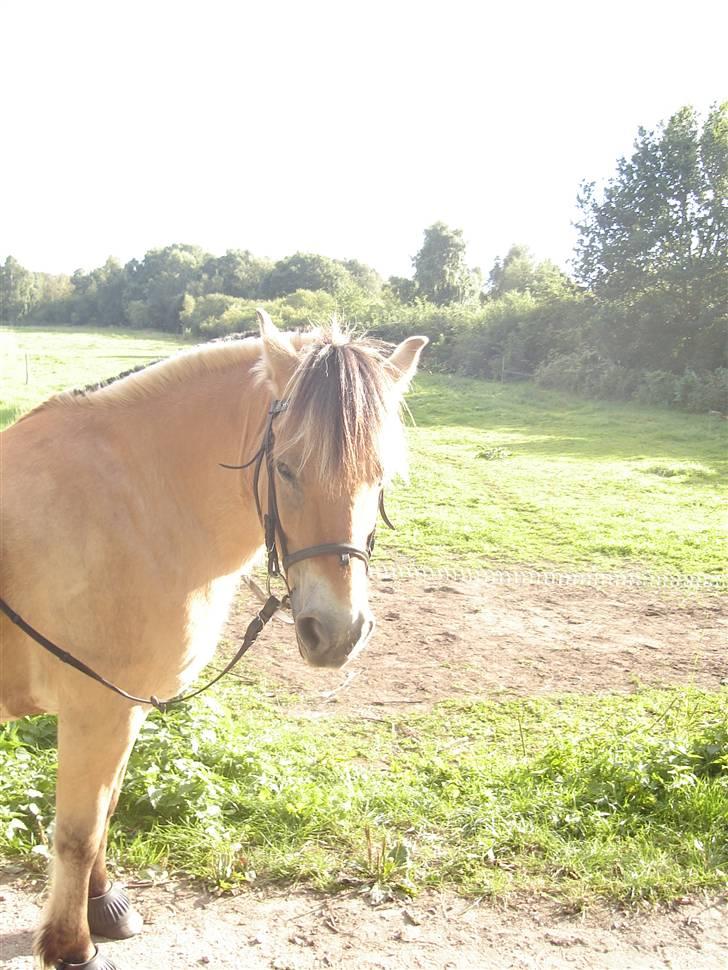 Fjordhest Freja SOLGT! ): - hjemme ved mig (: billede 6