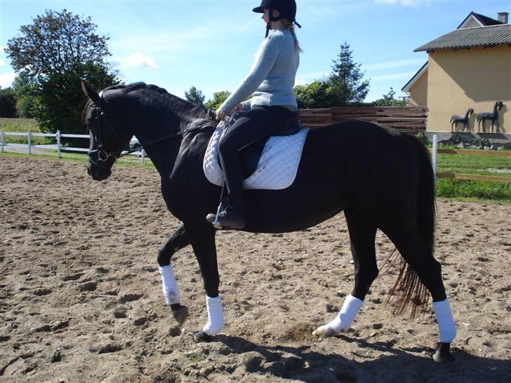 Dansk Varmblod Flyin Carmen - solgt - billede 5