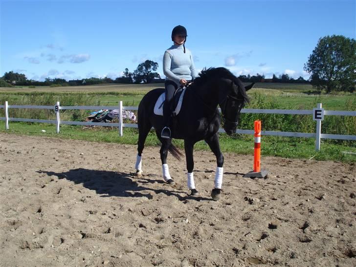 Dansk Varmblod Flyin Carmen - solgt - billede 6