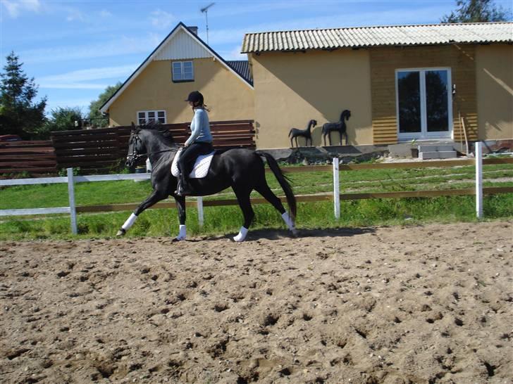 Dansk Varmblod Flyin Carmen - solgt - billede 7