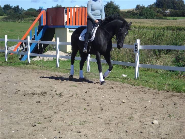 Dansk Varmblod Flyin Carmen - solgt - billede 8