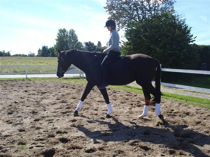 Dansk Varmblod Flyin Carmen - solgt - billede 9