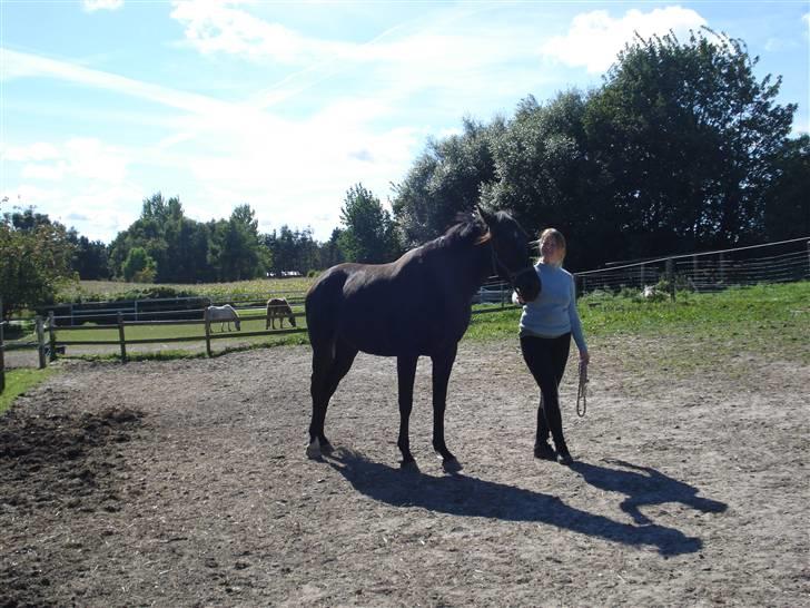 Dansk Varmblod Flyin Carmen - solgt - billede 10