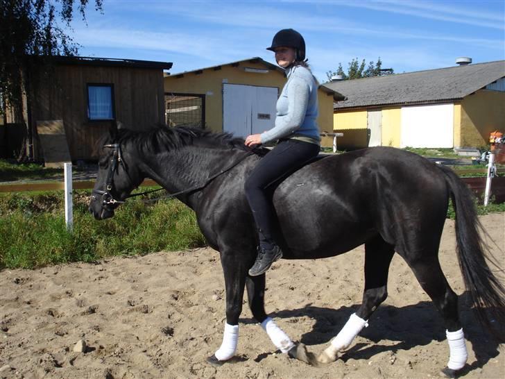 Dansk Varmblod Flyin Carmen - solgt - billede 11
