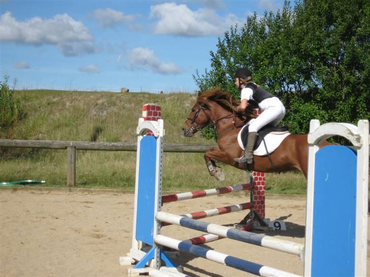 Anden særlig race Barcardi  - Stævne i malling (: - Dyygtig pony ;D billede 3