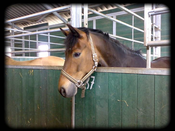 New Forest Strandagers Makenzy *SOLGT* - Pusset i sin gamle boks <3 Taget af: Mig <3 billede 18
