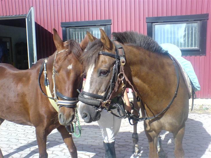 DSP Much ( R.I.P ) - lille much og rozza<3 billede 20