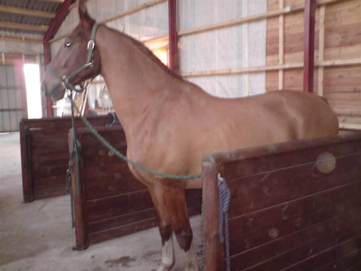 Frederiksborg Poseidon SOLGT - Han er så lækker :P billede 2