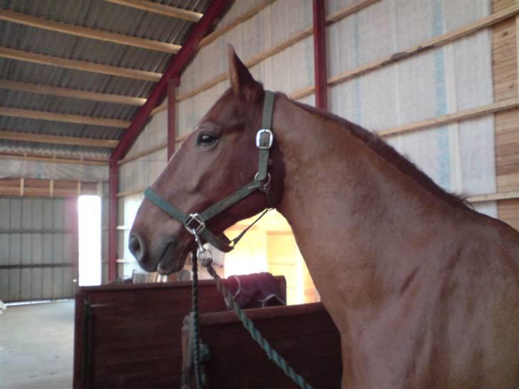 Frederiksborg Poseidon SOLGT - se lige den hovede holdning uhhh :D billede 3