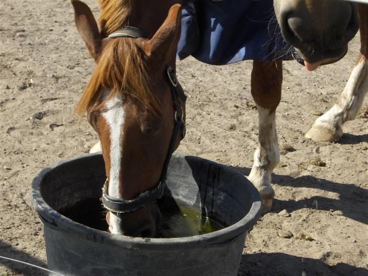 Frederiksborg Poseidon SOLGT - Tørstig... billede 4