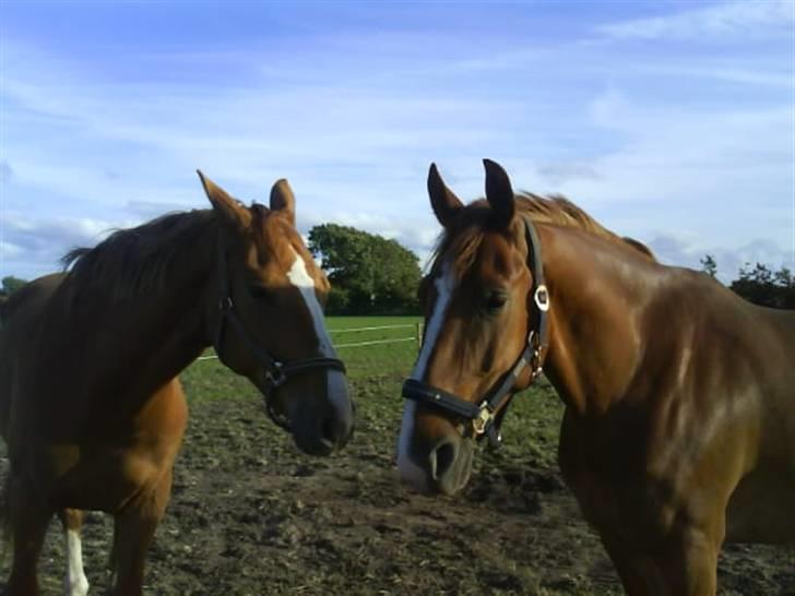 Frederiksborg Poseidon SOLGT - De hygger sig rigtig :D billede 5