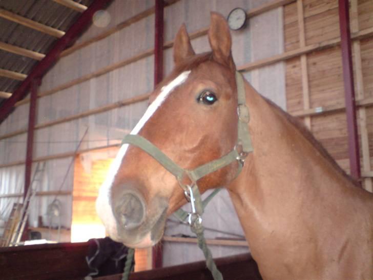 Frederiksborg Poseidon SOLGT - Han er gude smuk :D billede 6