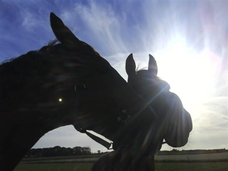 Frederiksborg Poseidon SOLGT - Dem igen <3 billede 7