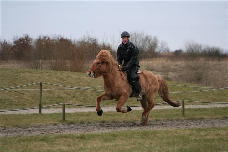 Islænder Aila fra Sebbesborg - Aila i galop <3 (Taget af Ditte Vagn-Pedersen) billede 16
