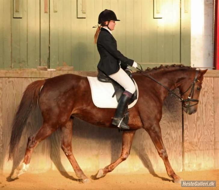 Anden særlig race Artesia - 1/2 2009 - Stævne i DRLR - Fotograf: Sipo billede 20