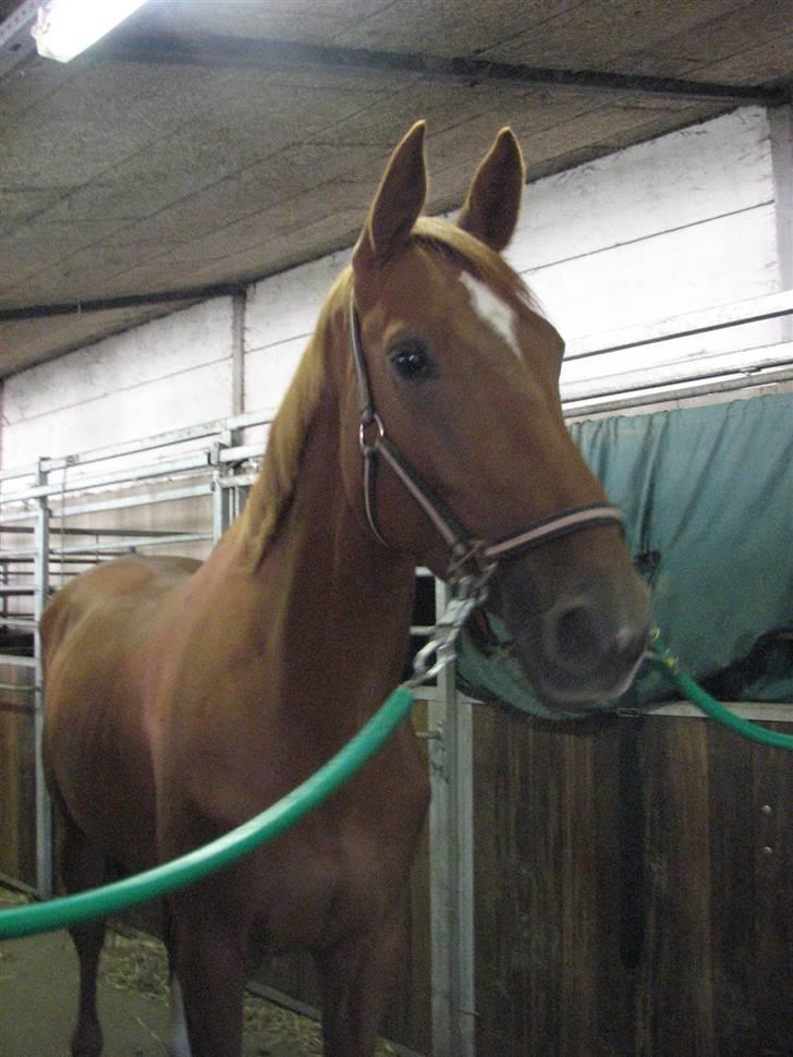 Dansk Varmblod Comtesse <3 billede 13