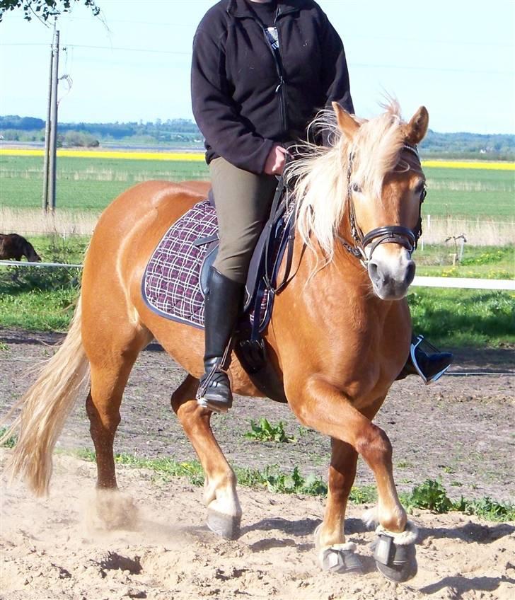 Haflinger Gerda  - NYT..ö foto; Cecilie. billede 3