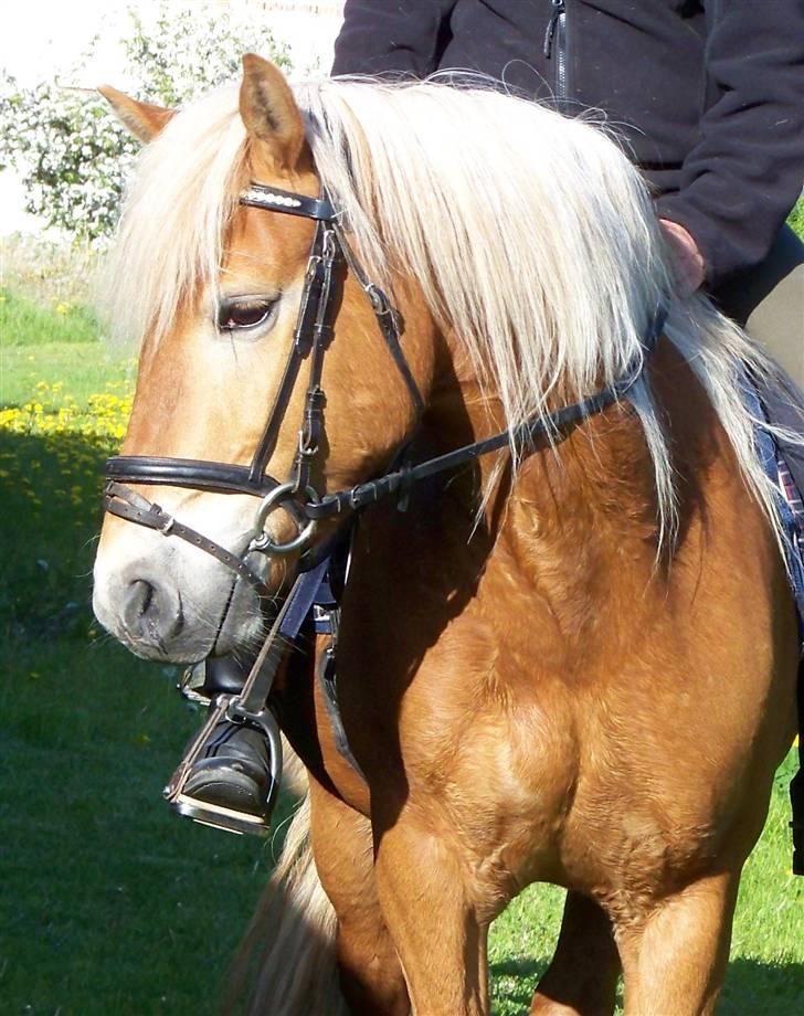 Haflinger Gerda  - NYT..ö foto; Cecilie. billede 4