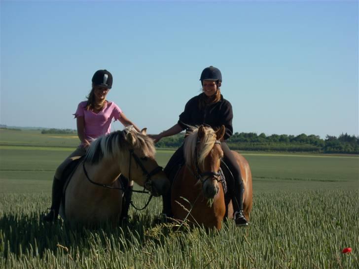 Haflinger Gerda  - Jeanne og jeg i en kornmark efter undervisning. foto; line. billede 8