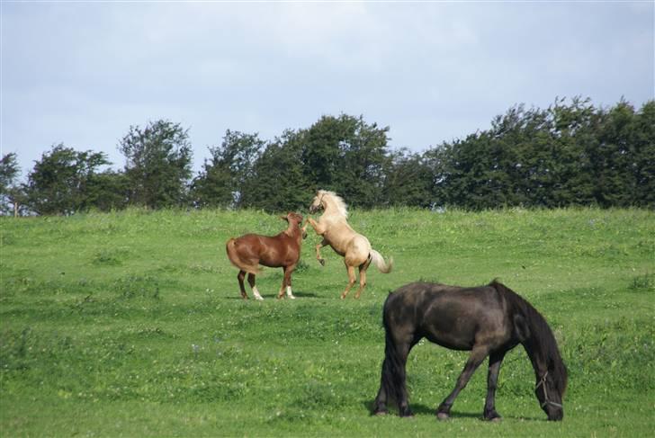 Palomino Klepholms Pegasos/Palle - Pegasos der leger med Alcas på folden.. hehe billede 18