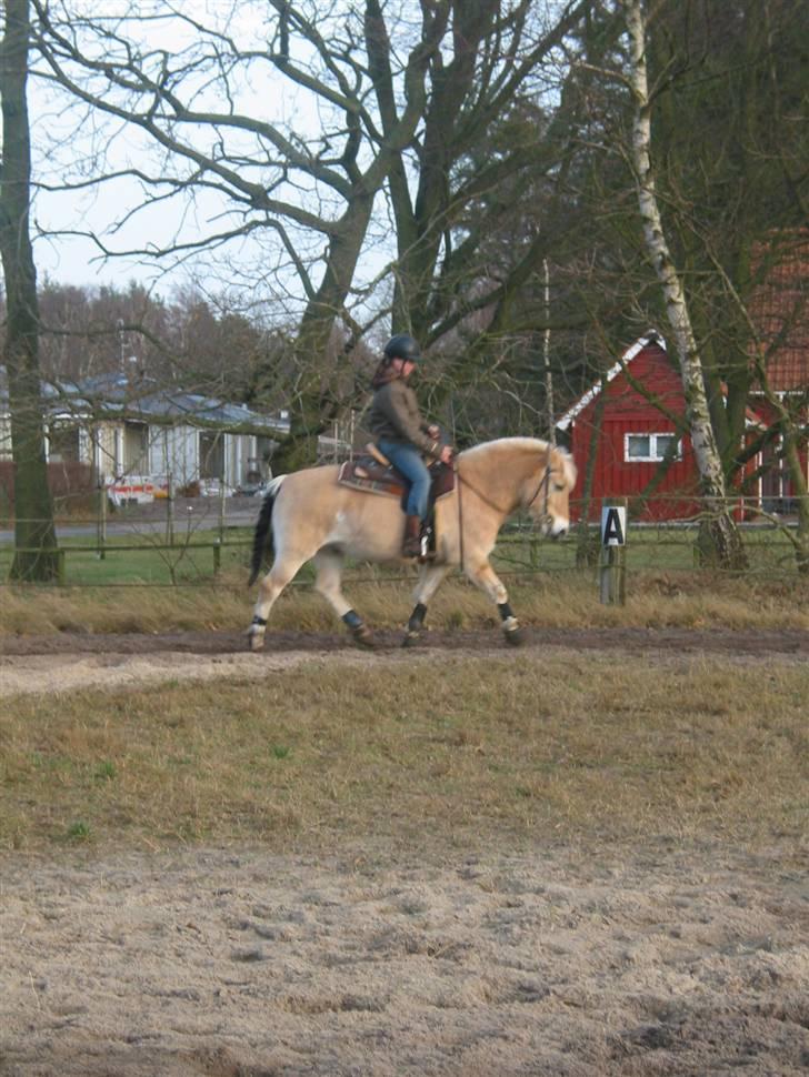Fjordhest Mads (solgt) - ALLE BILLEDER ER PRIVATE OG SKAL NETOP IKK KOPIRES !!!!!!! træning på banen.  billede 20