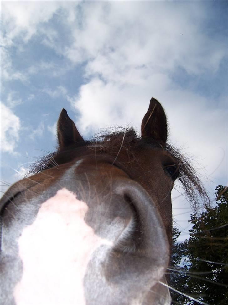 Welsh Cob (sec D) Lillelunds Hailey solgt billede 7