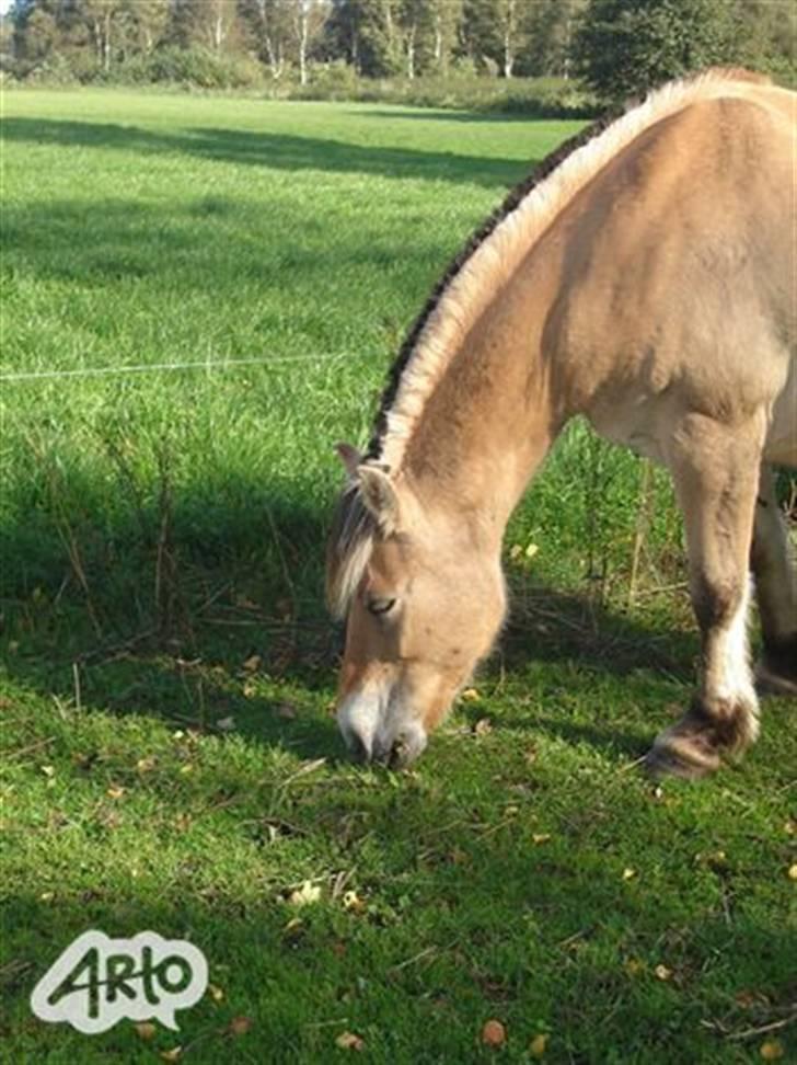 Fjordhest Freja SOLGT! ): billede 11