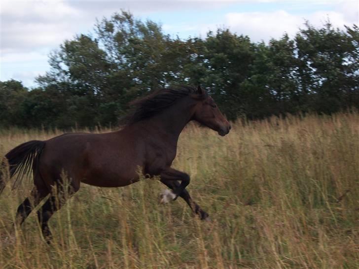 Welsh Cob (sec D) Lillelunds Hailey solgt billede 8