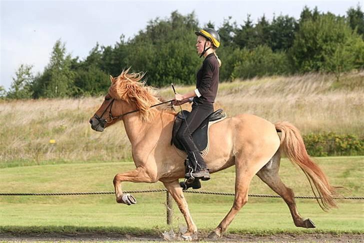 Islænder Aila fra Sebbesborg - Hurtig tölt i b finale til Sjællandsstævnet. Blot Ailas 2. T.1 :) <3  [Copyright Vanessa Dreigsig] billede 17