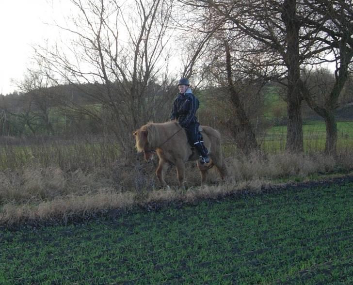 Islænder Aila fra Sebbesborg - Skridt dec 07 :) <3 billede 18