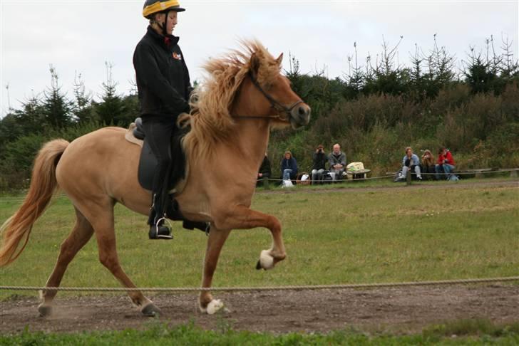 Islænder Aila fra Sebbesborg - Aila i tölt :) <3 [Copyright Maya Westander] billede 19