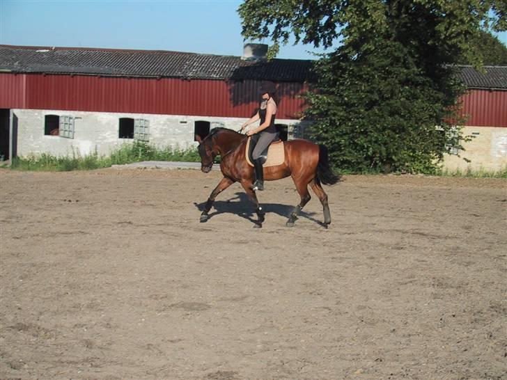 Connemara heisselager dancing lady - vi stiller lidt ind... -måske lidt meget.. men overdrivelse fremmer forståelse har vi lært.. haa.. :)  billede 12
