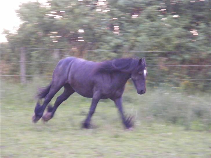 Irish Cob Nørre Kirkebys Rakel billede 10