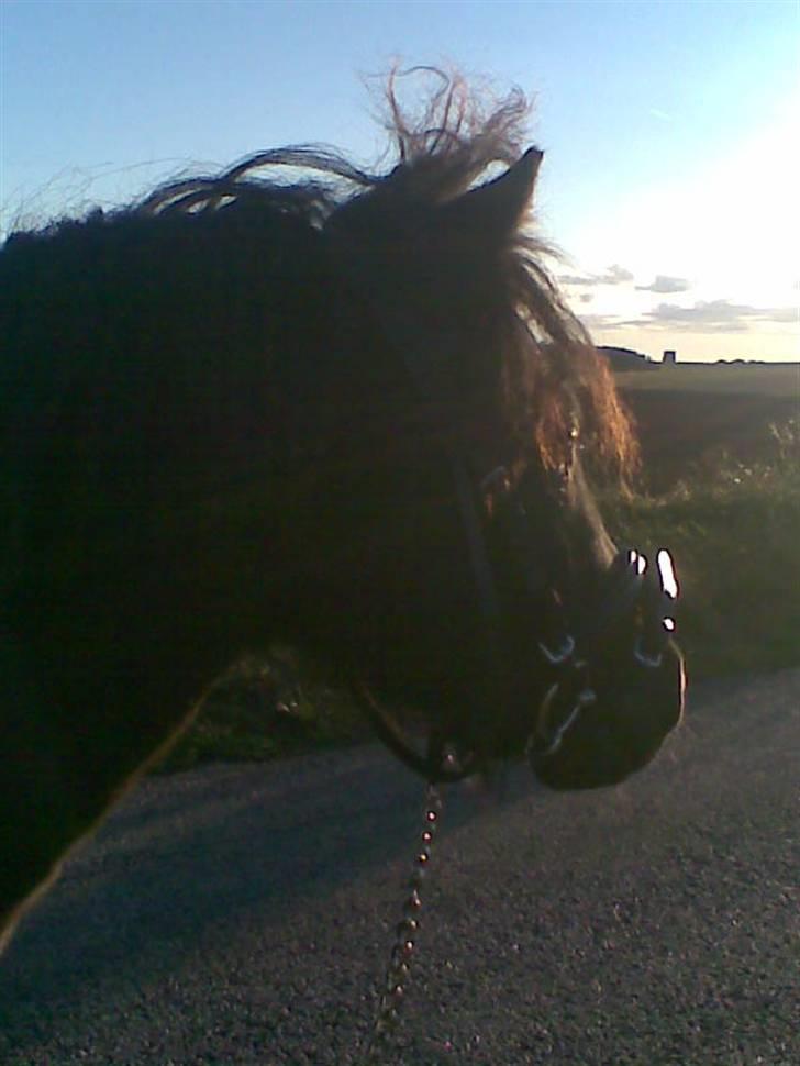 Shetlænder Blakie SOLGT billede 15