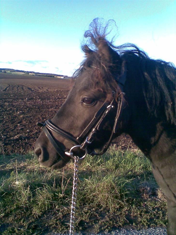 Shetlænder Blakie SOLGT billede 16