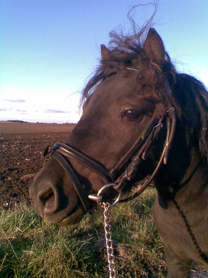 Shetlænder Blakie SOLGT billede 17