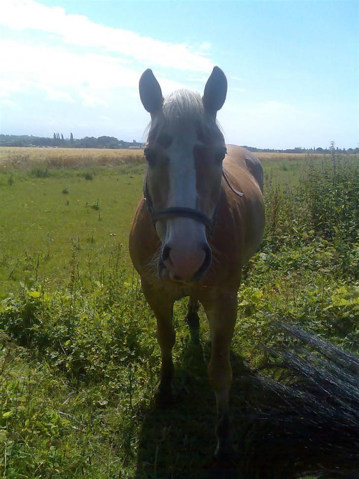 Haflinger Artist døde d 16.10-09 - Her er Artist en Haflinger billede 1