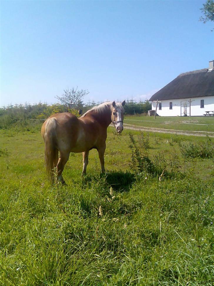 Haflinger Artist døde d 16.10-09 billede 2