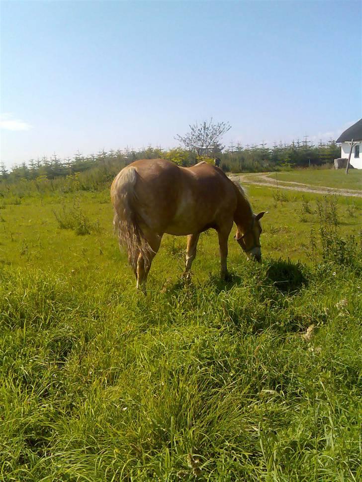 Haflinger Artist døde d 16.10-09 billede 3