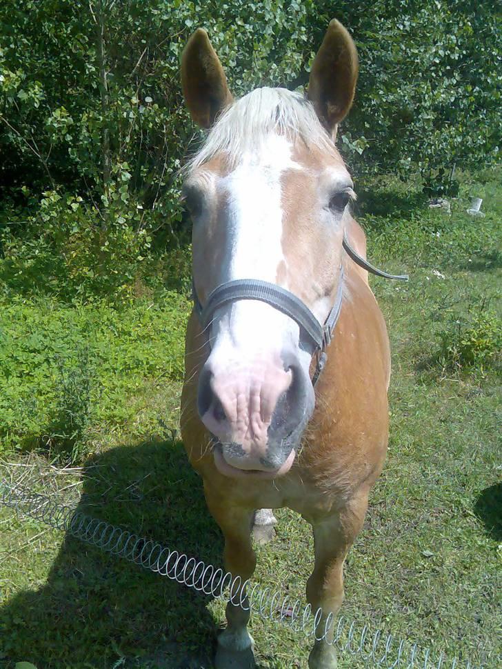 Haflinger Artist døde d 16.10-09 billede 4
