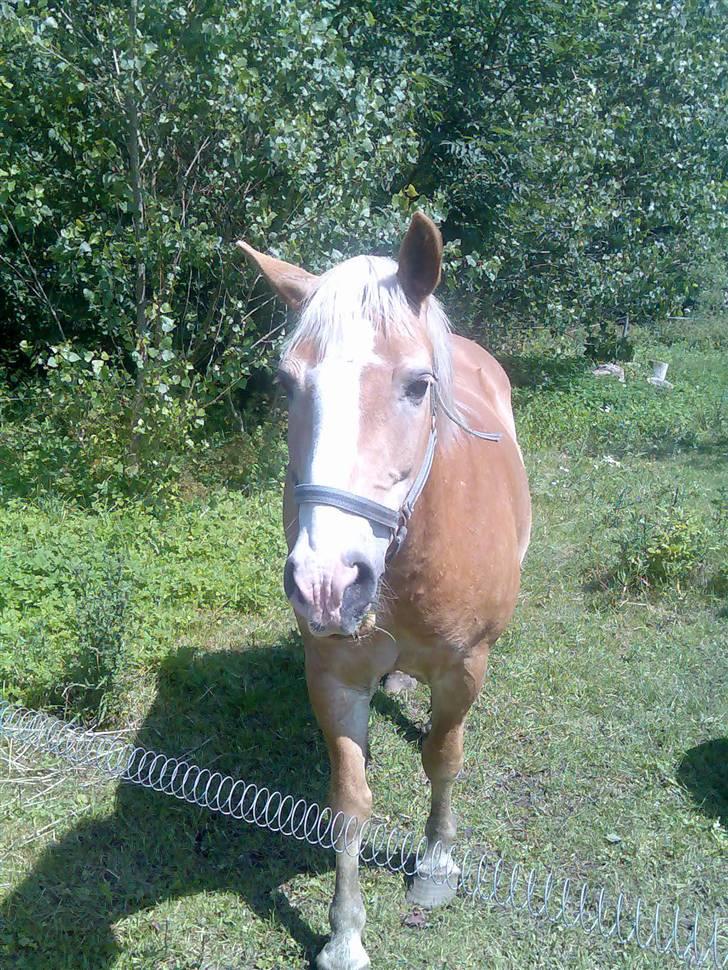 Haflinger Artist døde d 16.10-09 billede 5