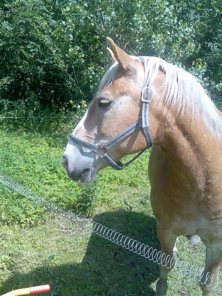 Haflinger Artist døde d 16.10-09 billede 6