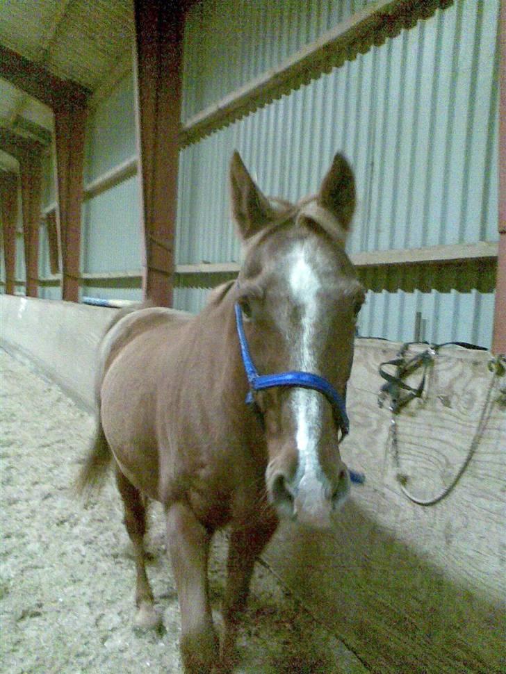 Anden særlig race Maxime de Chazelle* Død* - Max løs i hallen (taget med mobilen)  billede 4