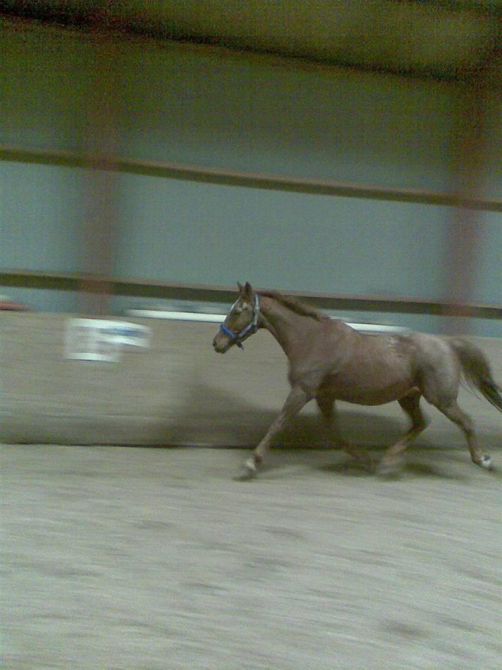 Anden særlig race Maxime de Chazelle* Død* - Max løs i hallen (taget med mobilen)  billede 5